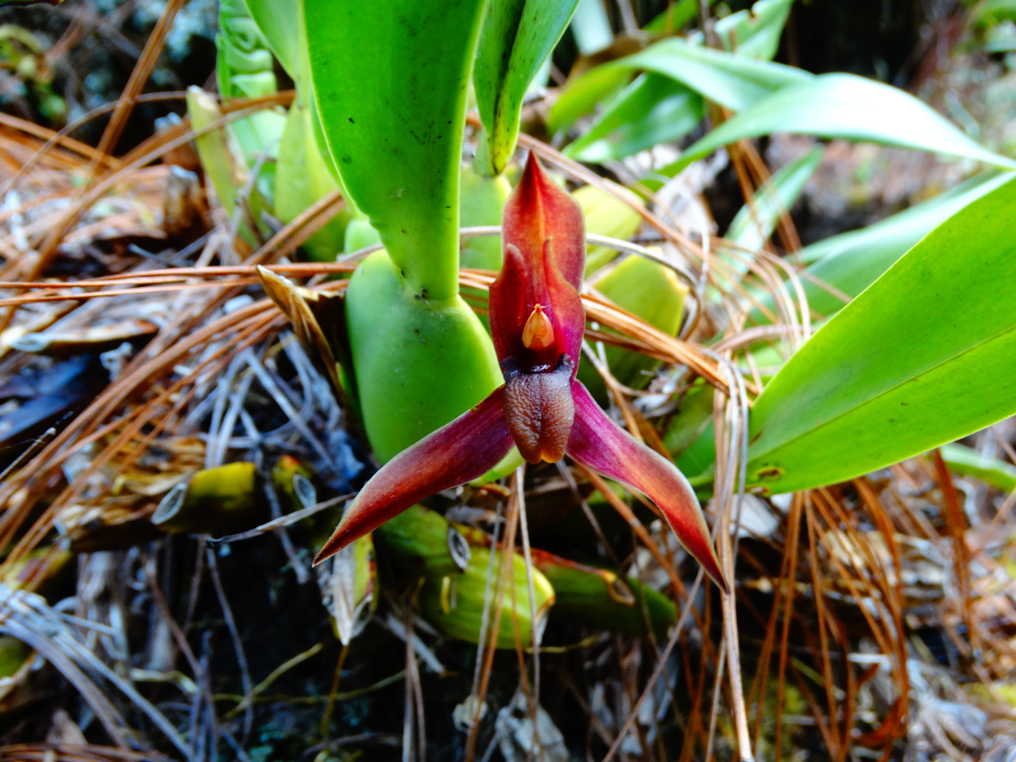 Maxillaria cucullata